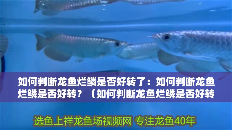 如何判斷龍魚(yú)爛鱗是否好轉(zhuǎn)了：如何判斷龍魚(yú)爛鱗是否好轉(zhuǎn)？（如何判斷龍魚(yú)爛鱗是否好轉(zhuǎn)）