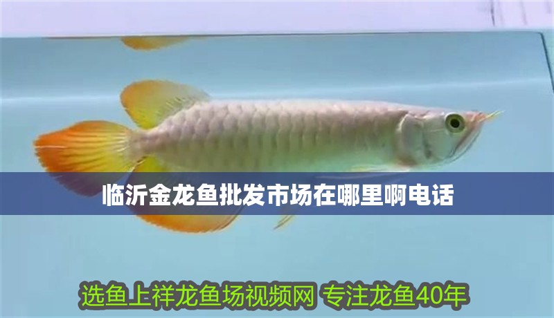 臨沂金龍魚批發市場在哪里啊電話 臨沂金龍魚批發市場在哪里啊電話 龍魚百科