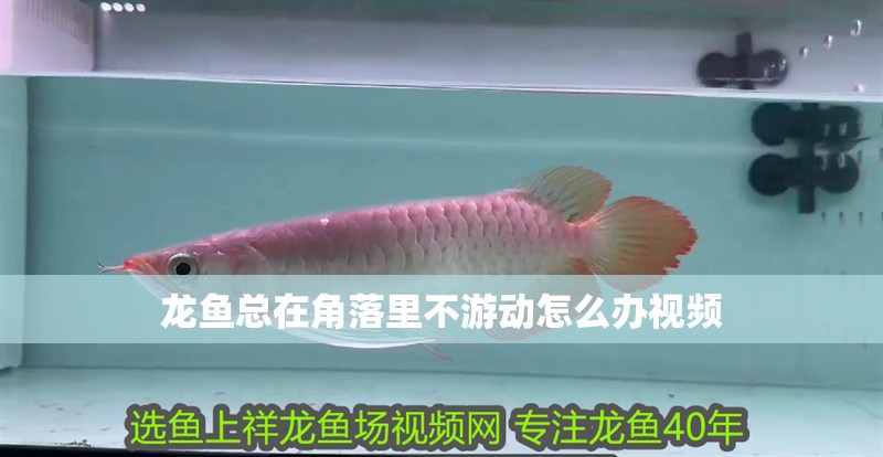 龍魚總在角落里不游動(dòng)怎么辦視頻