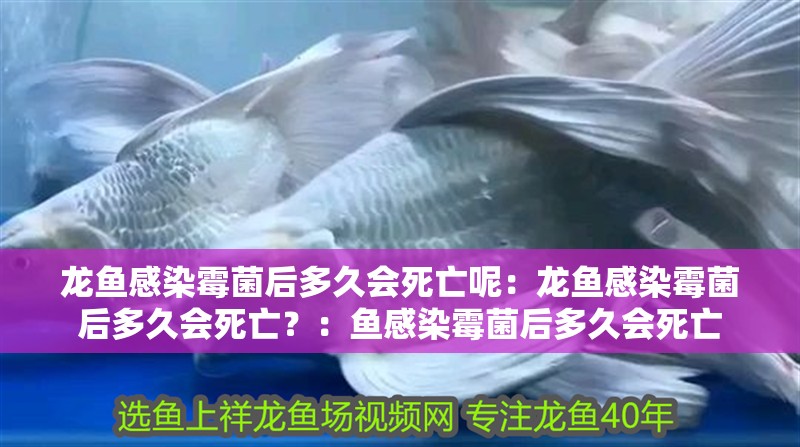 龍魚感染霉菌后多久會死亡呢：龍魚感染霉菌后多久會死亡？：魚感染霉菌后多久會死亡