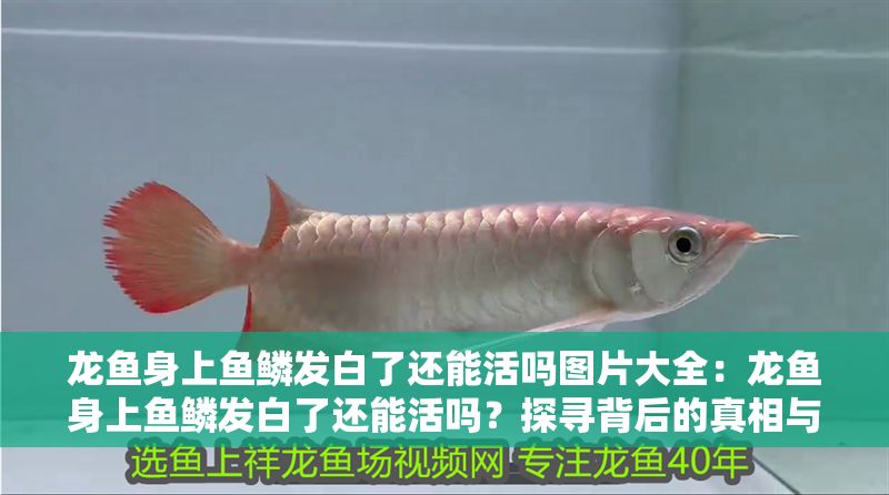 龍魚身上魚鱗發白了還能活嗎圖片大全：龍魚身上魚鱗發白了還能活嗎？探尋背后的真相與應對之法（附圖片）