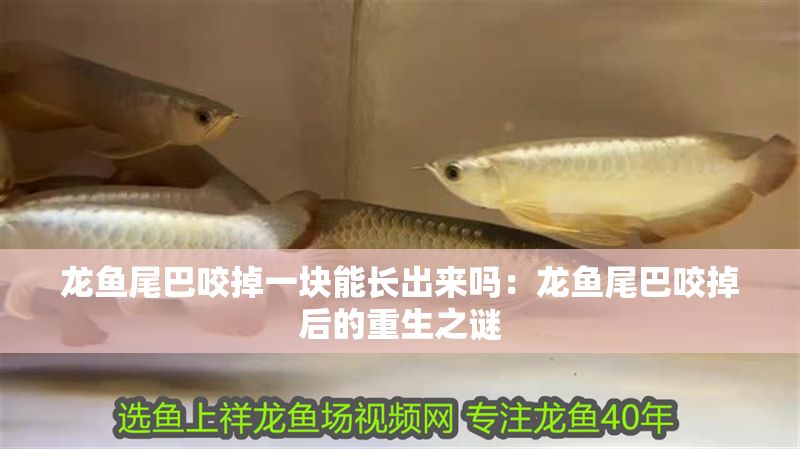 龍魚尾巴咬掉一塊能長出來嗎：龍魚尾巴咬掉后的重生之謎