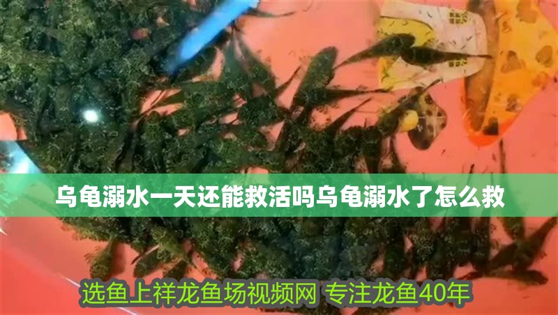 烏龜溺水一天還能救活嗎烏龜溺水了怎么救 烏龜溺水一天還能救活嗎烏龜溺水了怎么救 觀賞魚百科