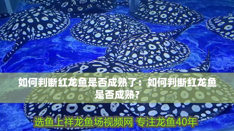 如何判斷紅龍魚是否成熟了：如何判斷紅龍魚是否成熟？