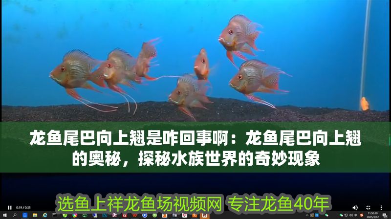 龍魚尾巴向上翹是咋回事啊：龍魚尾巴向上翹的奧秘，探秘水族世界的奇妙現象