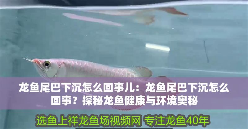 龍魚(yú)尾巴下沉怎么回事兒：龍魚(yú)尾巴下沉怎么回事？探秘龍魚(yú)健康與環(huán)境奧秘