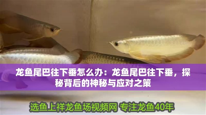 龍魚尾巴往下垂怎么辦：龍魚尾巴往下垂，探秘背后的神秘與應(yīng)對之策