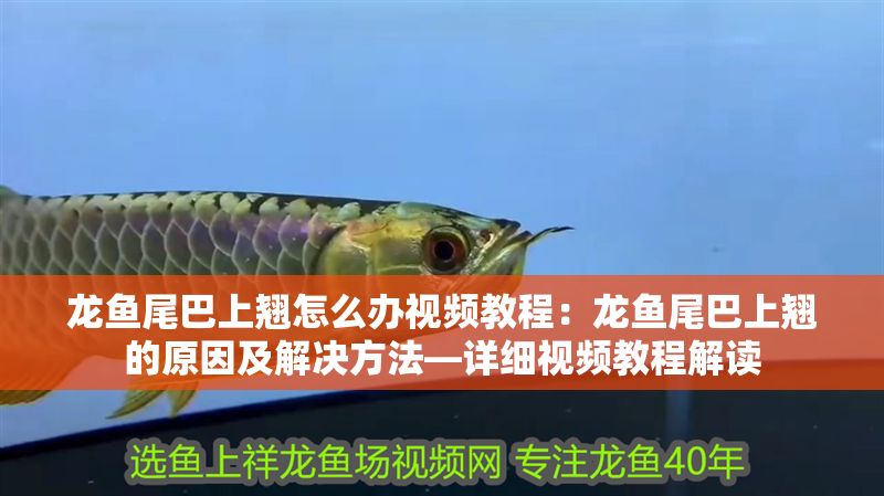 龍魚尾巴上翹怎么辦視頻教程：龍魚尾巴上翹的原因及解決方法—詳細視頻教程解讀