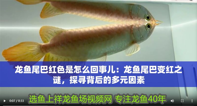 龍魚尾巴紅色是怎么回事兒：龍魚尾巴變紅之謎，探尋背后的多元因素