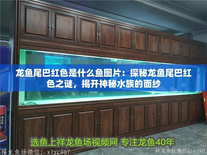 龍魚尾巴紅色是什么魚圖片：探秘龍魚尾巴紅色之謎，揭開(kāi)神秘水族的面紗