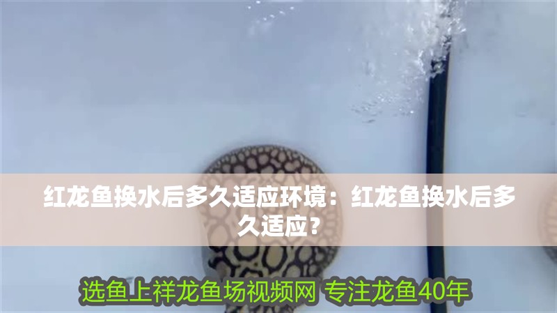 龍魚沉底不吃東西能活多久呀怎么辦：龍魚沉底不吃東西的生存期限取決于多種因素取決于多種因素