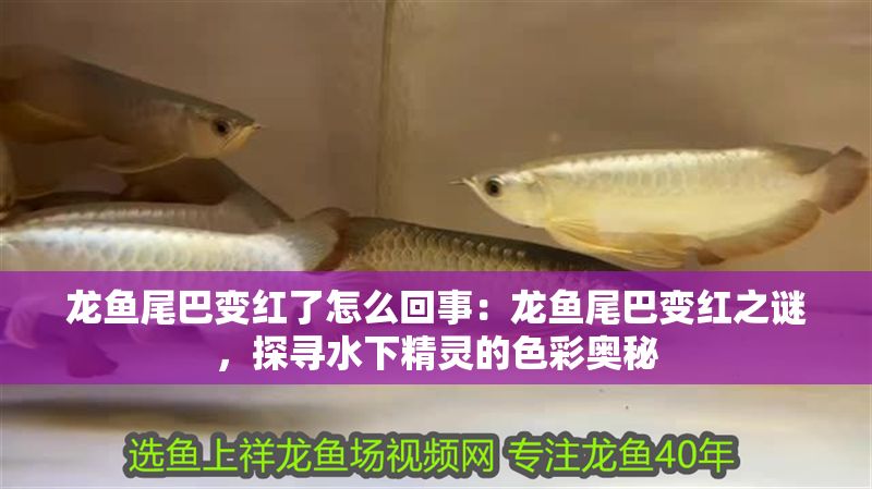 龍魚尾巴變紅了怎么回事:龍魚尾巴變紅之謎,探尋水下精靈的色彩奧秘 龍魚百科 第1張 龍魚尾巴變紅了怎么回事:龍魚尾巴變紅之謎,探尋水下精靈的色彩奧秘 龍魚尾巴變紅了怎么回事:龍魚尾巴變紅之謎,探尋水下精靈的色彩奧秘 龍魚百科 第1張