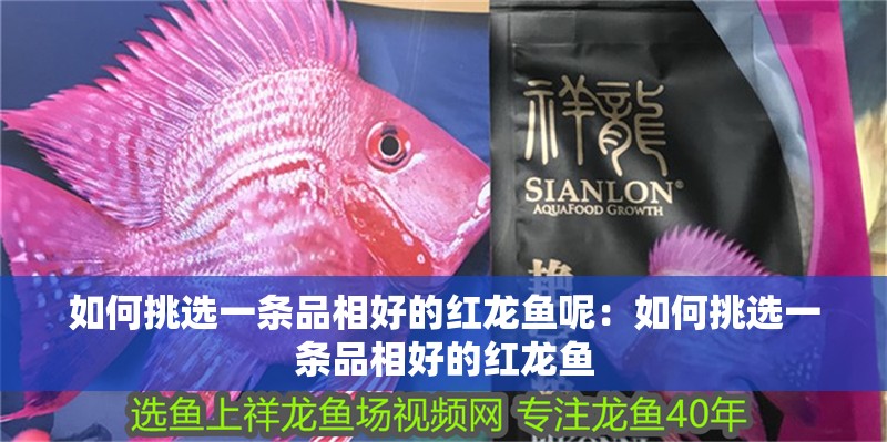 魚缸用增氧泵價格是多少:魚缸增氧機-xtrac增氧機-xtrac增氧機 如何挑選一條品相好的紅龍魚呢:如何挑選一條品相好的紅龍魚 水族問答 如何挑選一條品相好的紅龍魚呢:如何挑選一條品相好的紅龍魚 如何挑選一條品相好的紅龍魚呢:如何挑選一條品相好的紅龍魚 水族問答