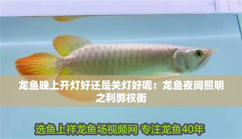 龍魚晚上開燈好還是關燈好呢：龍魚夜間照明之利弊權衡