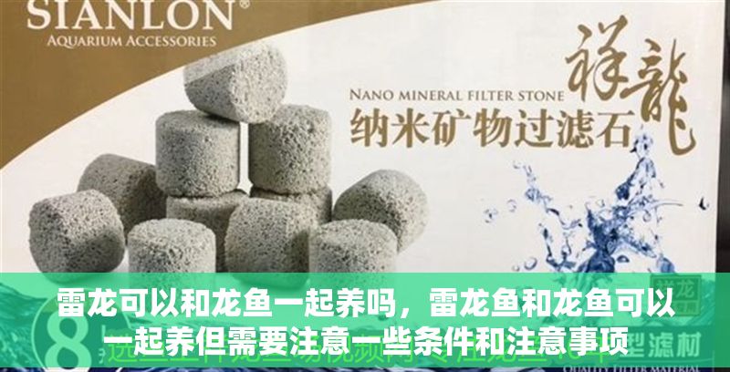 雷龍可以和龍魚一起養嗎，雷龍魚和龍魚可以一起養但需要注意一些條件和注意事項 雷龍可以和龍魚一起養嗎，雷龍魚和龍魚可以一起養但需要注意一些條件和注意事項 龍魚百科 第2張