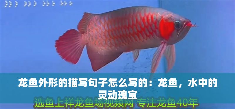 龍魚外形的描寫句子怎么寫的：龍魚，水中的靈動(dòng)瑰寶