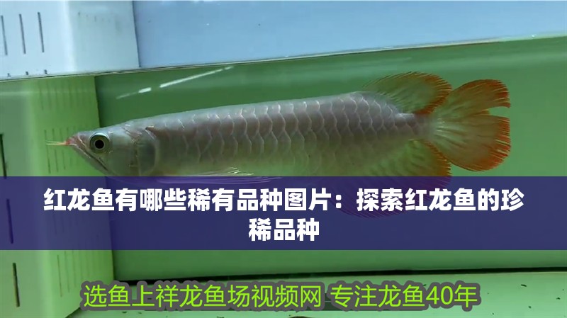 紅龍魚有哪些稀有品種圖片：探索紅龍魚的珍稀品種