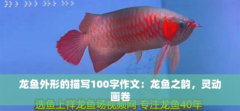 龍魚外形的描寫100字作文：龍魚之韻，靈動畫卷