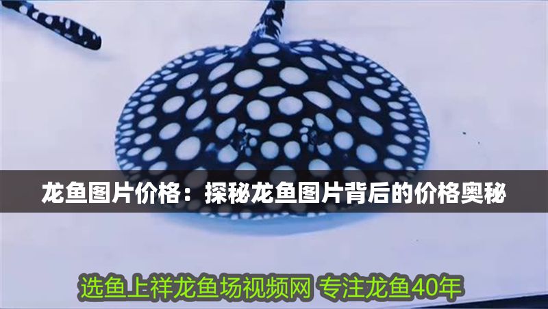 龍魚圖片價格：探秘龍魚圖片背后的價格奧秘