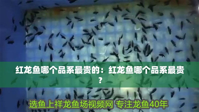 紅龍魚哪個品系最貴的：紅龍魚哪個品系最貴？