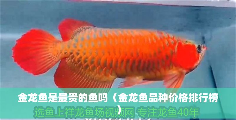 金龍魚是最貴的魚嗎(金龍魚品種價格排行榜) 龍魚百科 第1張 金龍魚是最貴的魚嗎(金龍魚品種價格排行榜) 金龍魚是最貴的魚嗎(金龍魚品種價格排行榜) 龍魚百科 第1張