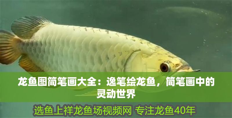 龍魚圖簡筆畫大全：逸筆繪龍魚，簡筆畫中的靈動世界