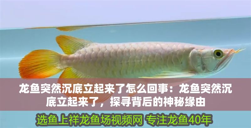 龍魚突然沉底立起來了怎么回事：龍魚突然沉底立起來了，探尋背后的神秘緣由
