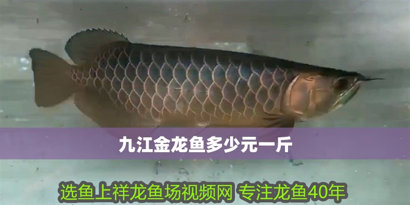 <strong><mark>九江</mark></strong>金龍魚多少元一斤