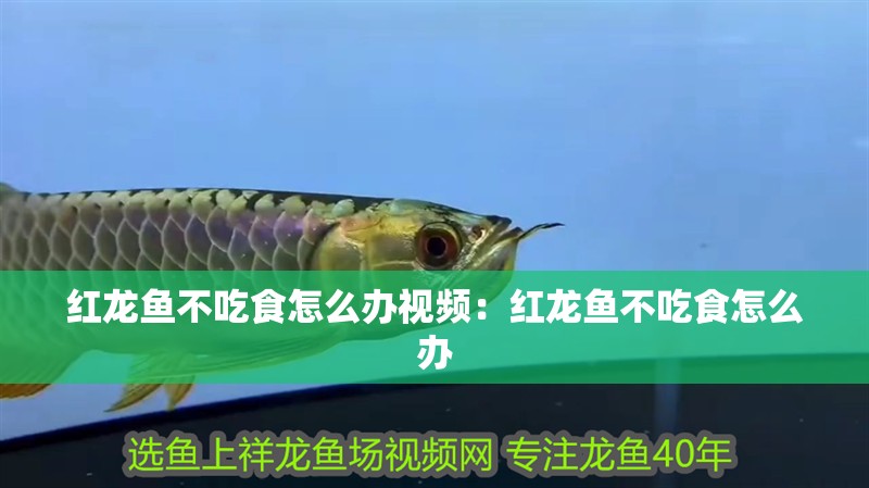 紅龍魚(yú)不吃食怎么辦視頻：紅龍魚(yú)不吃食怎么辦