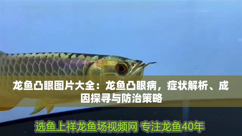 龍魚(yú)凸眼圖片大全：龍魚(yú)凸眼病，癥狀解析、成因探尋與防治策略