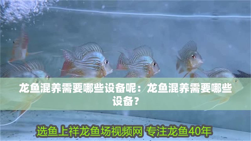 龍魚混養(yǎng)需要哪些設備呢：龍魚混養(yǎng)需要哪些設備？