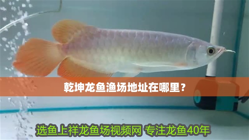 乾坤龍魚漁場地址在哪里？ 乾坤龍魚漁場地址在哪里？ 龍魚百科