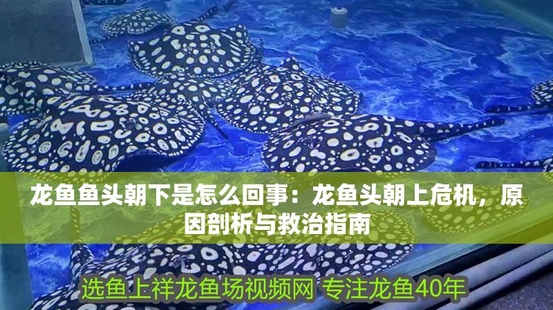 龍魚魚頭朝下是怎么回事：龍魚頭朝上危機，原因剖析與救治指南