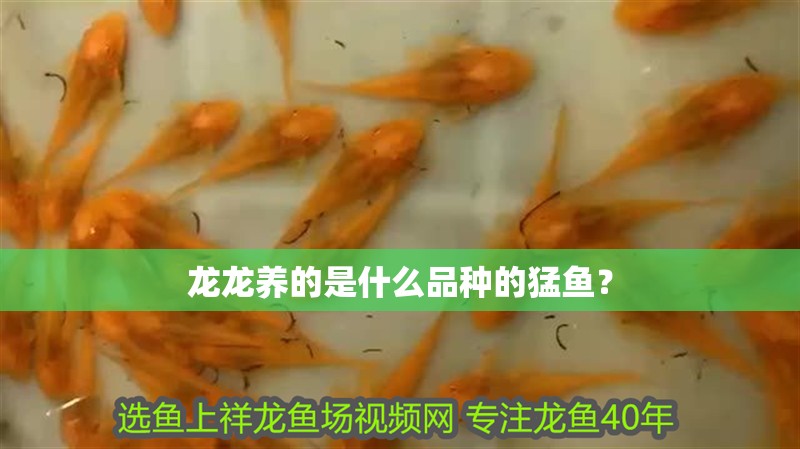 龍龍養(yǎng)的是什么品種的猛魚？ 龍龍養(yǎng)的是什么品種的猛魚？ 龍魚百科