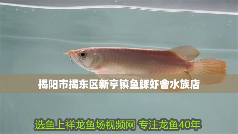 揭陽市揭東區(qū)新亨鎮(zhèn)魚鰥蝦舍水族店