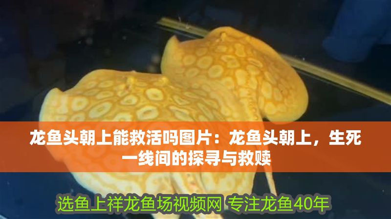 龍魚頭朝上能救活嗎圖片：龍魚頭朝上，生死一線間的探尋與救贖