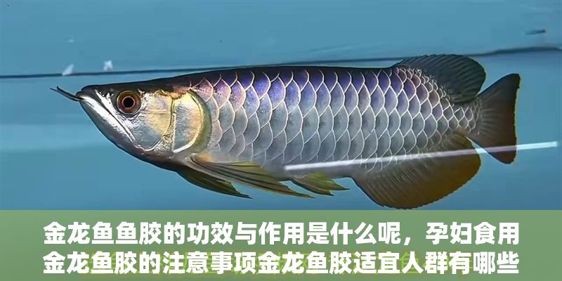 金龍魚魚膠的功效與作用是什么呢，孕婦食用金龍魚膠的注意事項金龍魚膠適宜人群有哪些