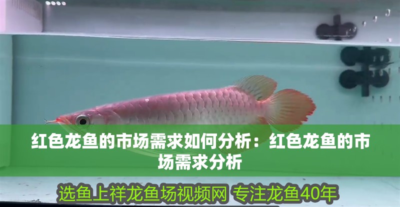 紅色龍魚(yú)的市場(chǎng)需求如何分析：紅色龍魚(yú)的市場(chǎng)需求分析