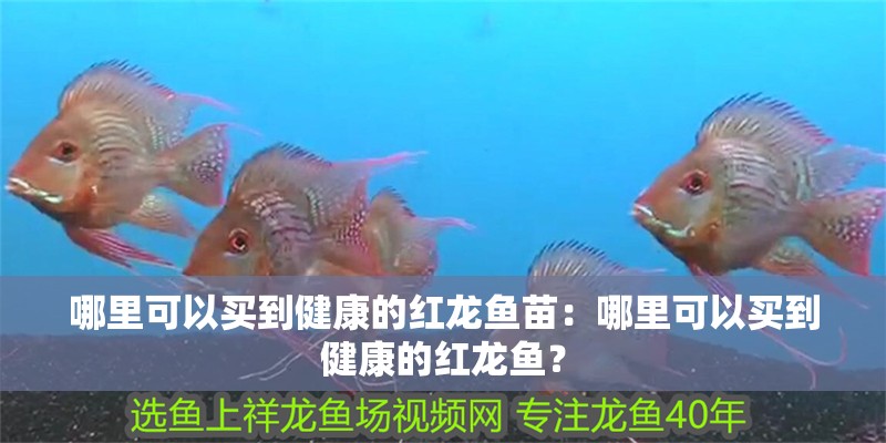 哪里可以買到健康的紅龍魚苗：哪里可以買到健康的紅龍魚？