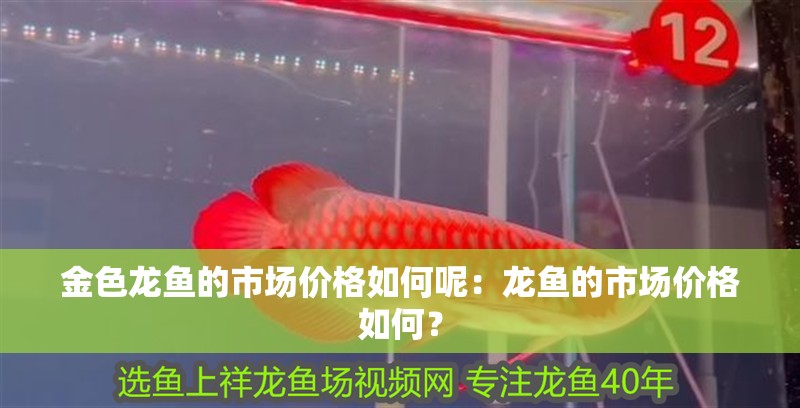 金色龍魚的市場價格如何呢：龍魚的市場價格如何？