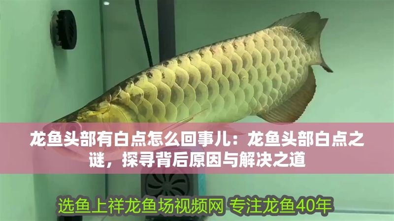 龍魚頭部有白點怎么回事兒：龍魚頭部白點之謎，探尋背后原因與解決之道
