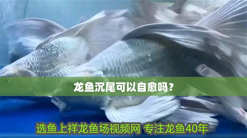 鸚鵡魚和銀龍魚混養怎樣喂食 龍魚沉尾可以自愈嗎? 龍魚百科 龍魚沉尾可以自愈嗎? 龍魚沉尾可以自愈嗎? 龍魚百科