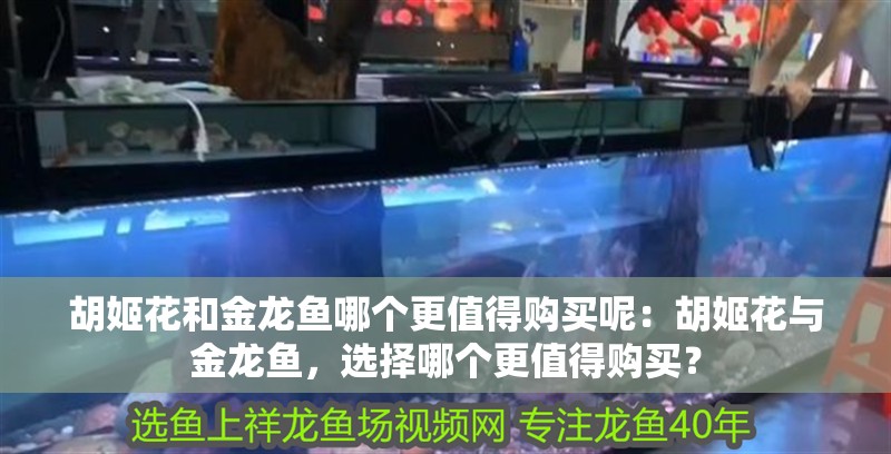胡姬花和金龍魚哪個更值得購買呢：胡姬花與金龍魚，選擇哪個更值得購買？
