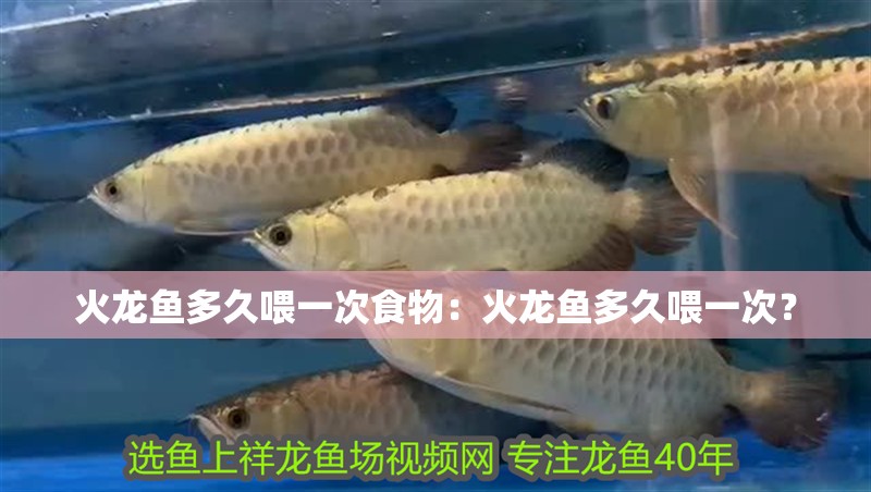火龍魚多久喂一次食物：火龍魚多久喂一次？