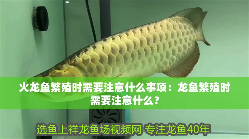 火龍魚繁殖時需要注意什么事項：龍魚繁殖時需要注意什么？