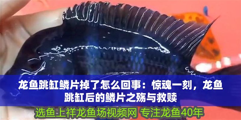 龍魚跳缸鱗片掉了怎么回事：驚魂一刻，龍魚跳缸后的鱗片之殤與救贖