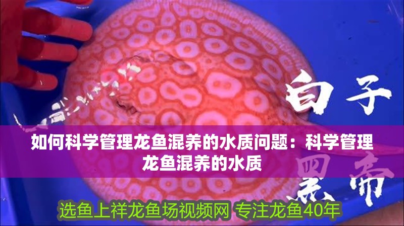 如何科學管理龍魚混養的水質問題：科學管理龍魚混養的水質