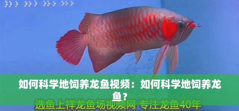 如何科學(xué)地飼養(yǎng)龍魚(yú)視頻：如何科學(xué)地飼養(yǎng)龍魚(yú)？