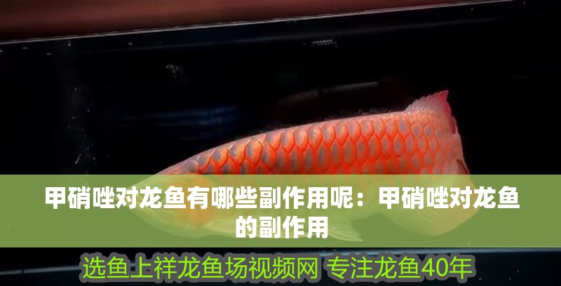 甲硝唑對龍魚有哪些副作用呢：甲硝唑對龍魚的副作用