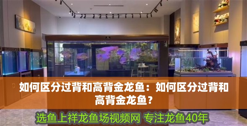 如何區分過背和高背金龍魚：如何區分過背和高背金龍魚？
